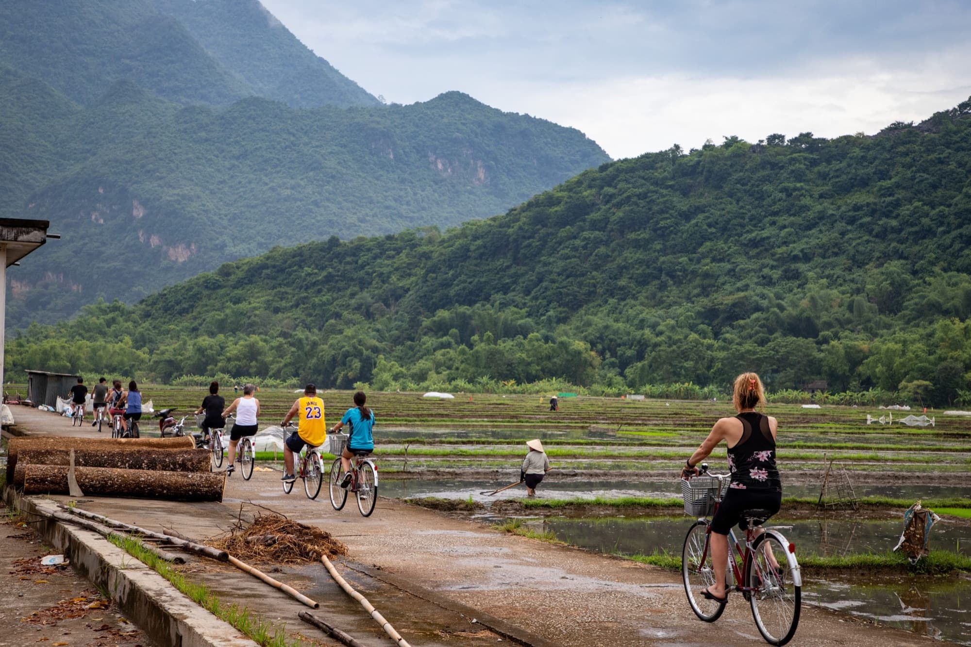 European tour group cycling through Vietnamese rice paddies with karst mountains