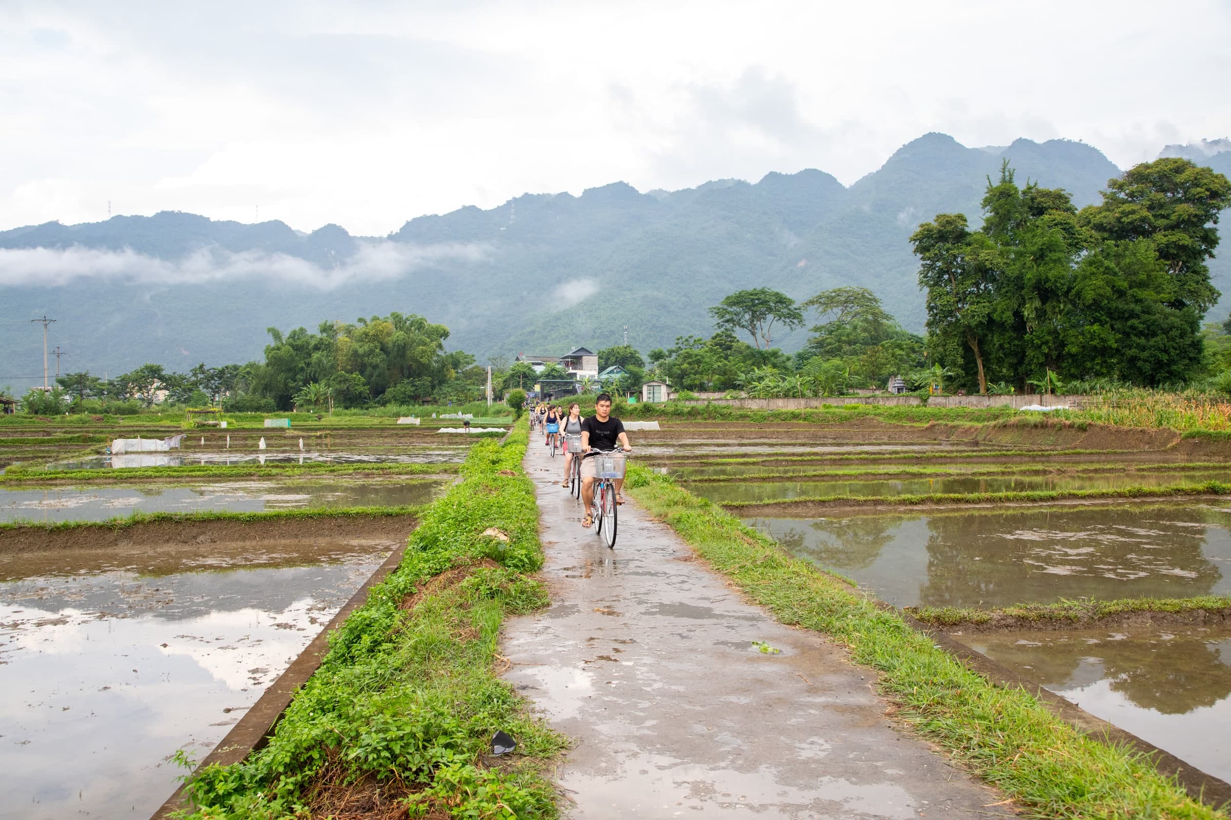 Pai Dai group cycling through rice paddies in Ninh Binh, Vietnam