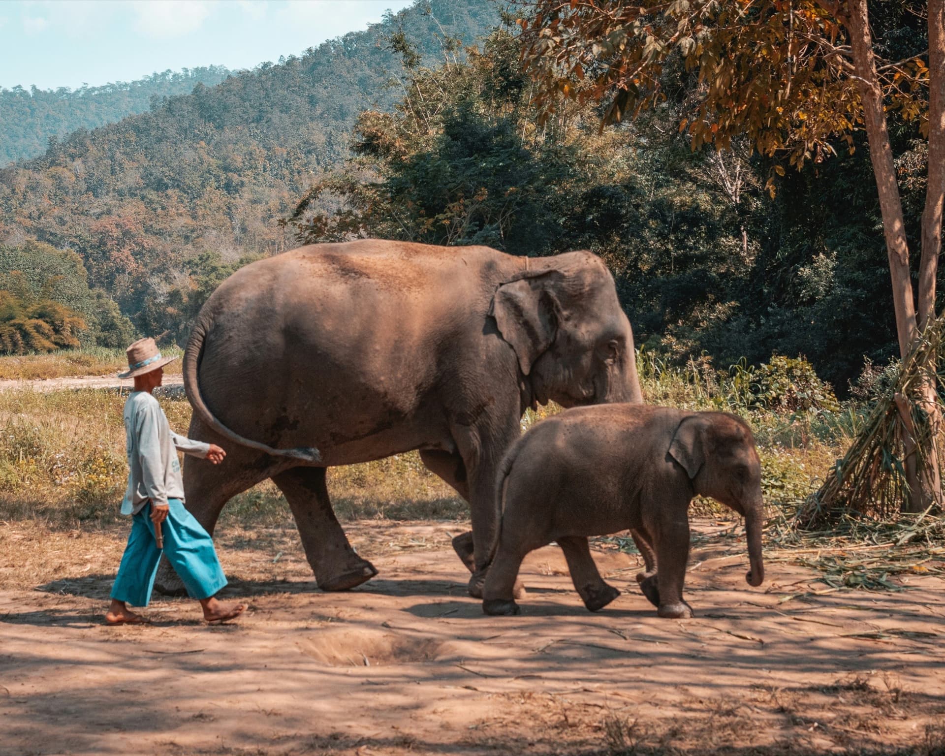 A mahout walking with the herd at an observation-only elephant venue in the hills outside Chiang Mai.