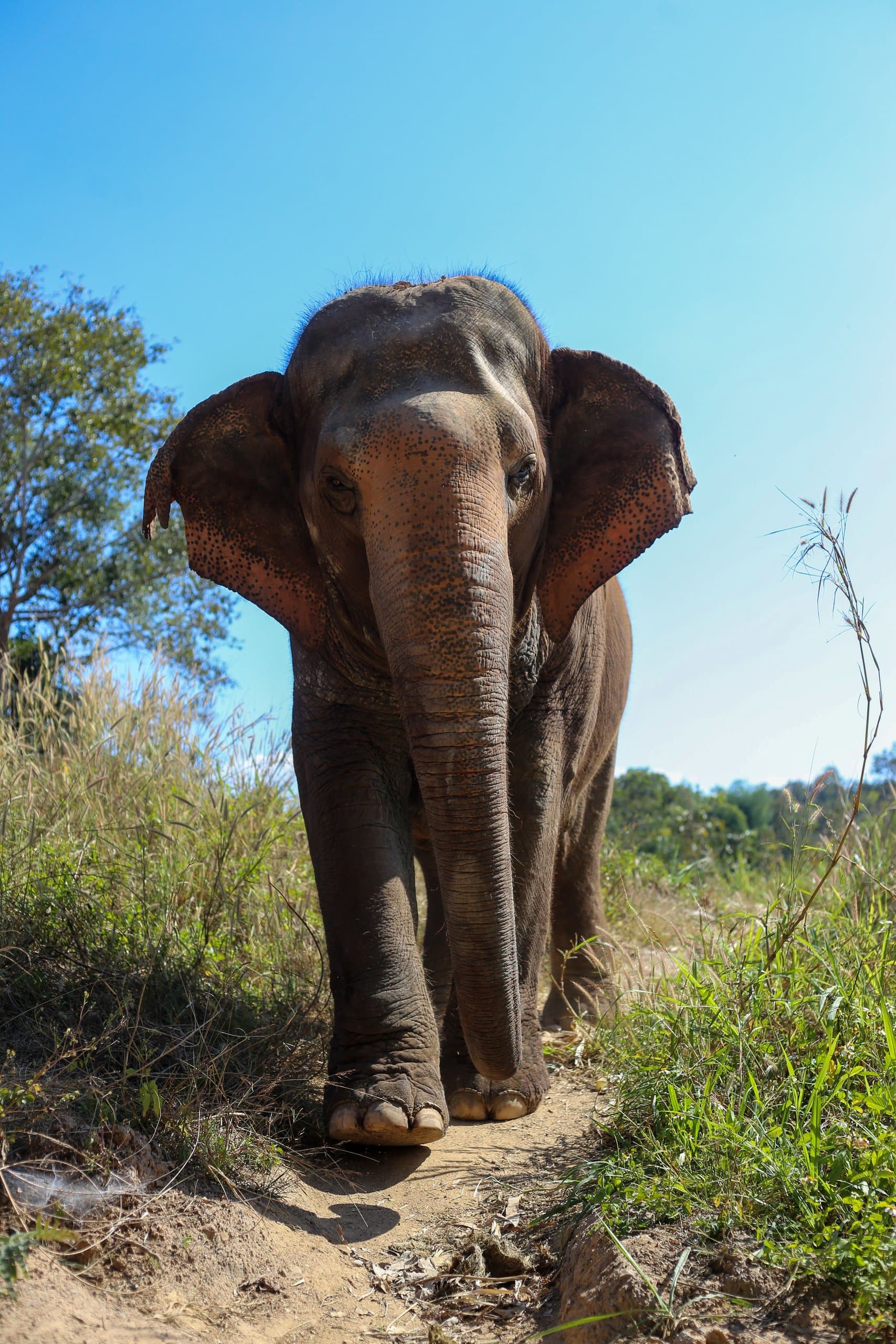 Elephants and the Old City