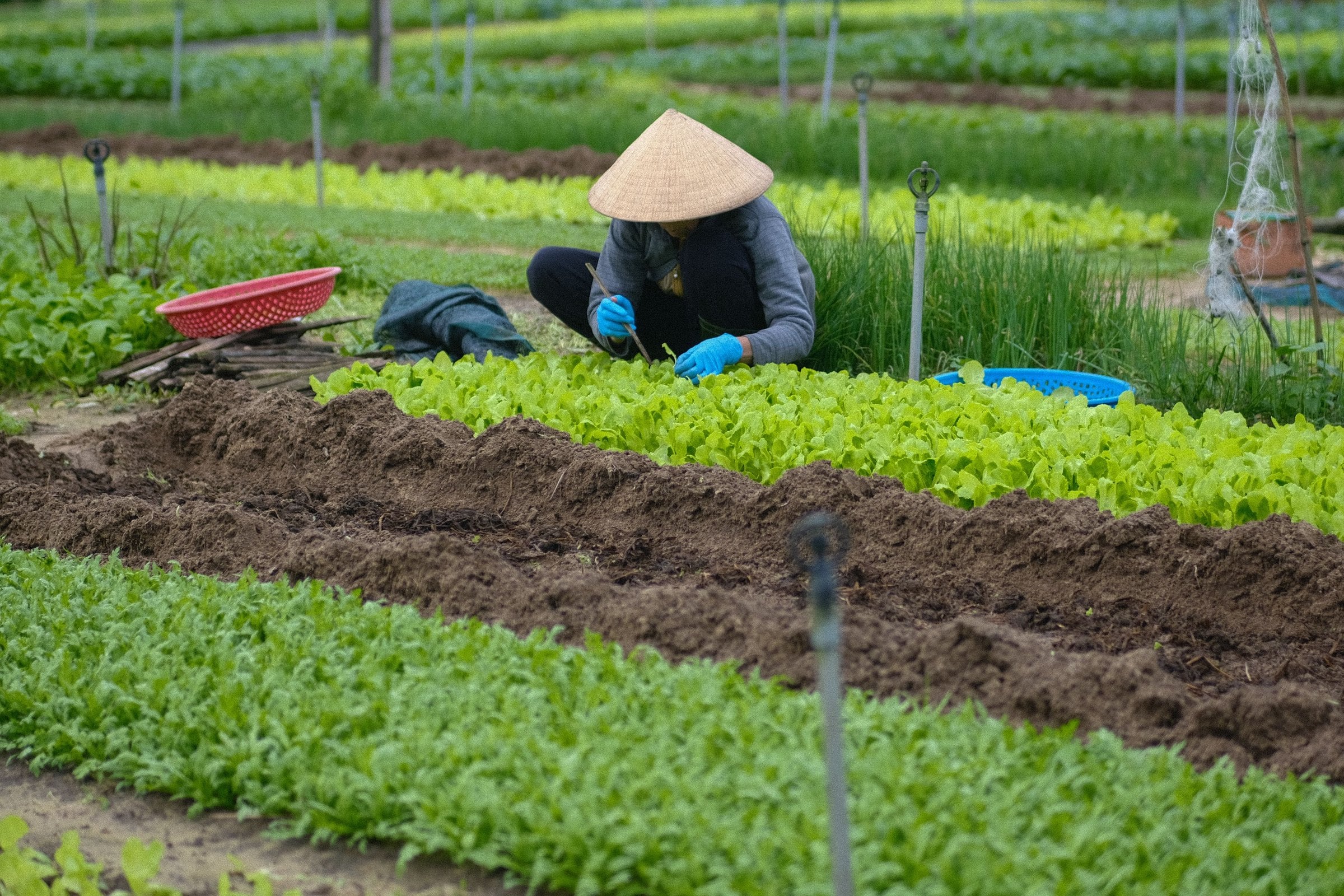 Una persona con sombrero cónico cuida a mano las verduras de hoja tiernas de un huerto en el centro de Vietnam