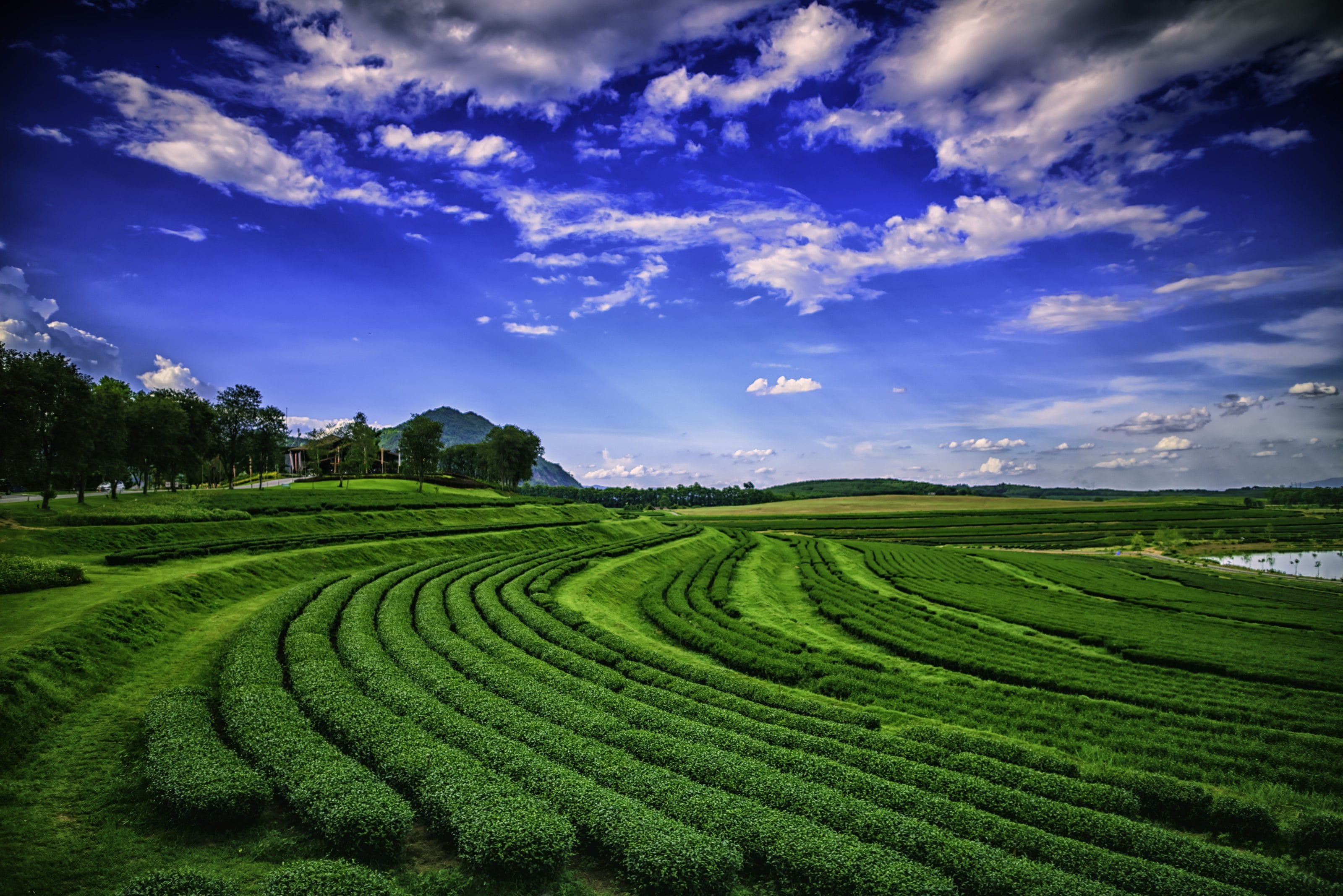 Oolong terraces step down the ridges at Doi Mae Salong, the Yunnanese tea mountain of the far north.