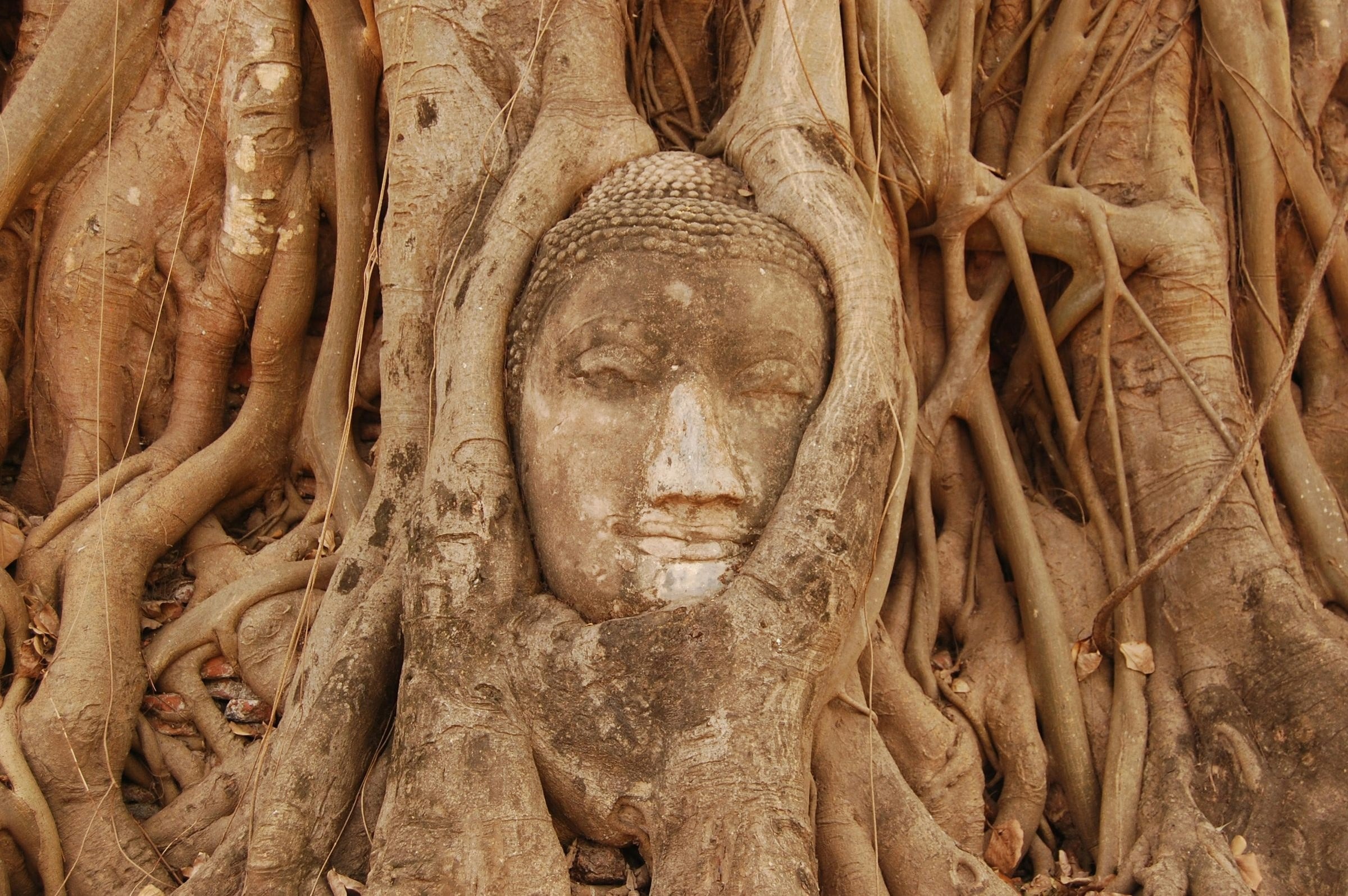Đầu tượng Phật được rễ đa bao quanh tại Wat Mahathat ở Ayutthaya, Thái Lan.