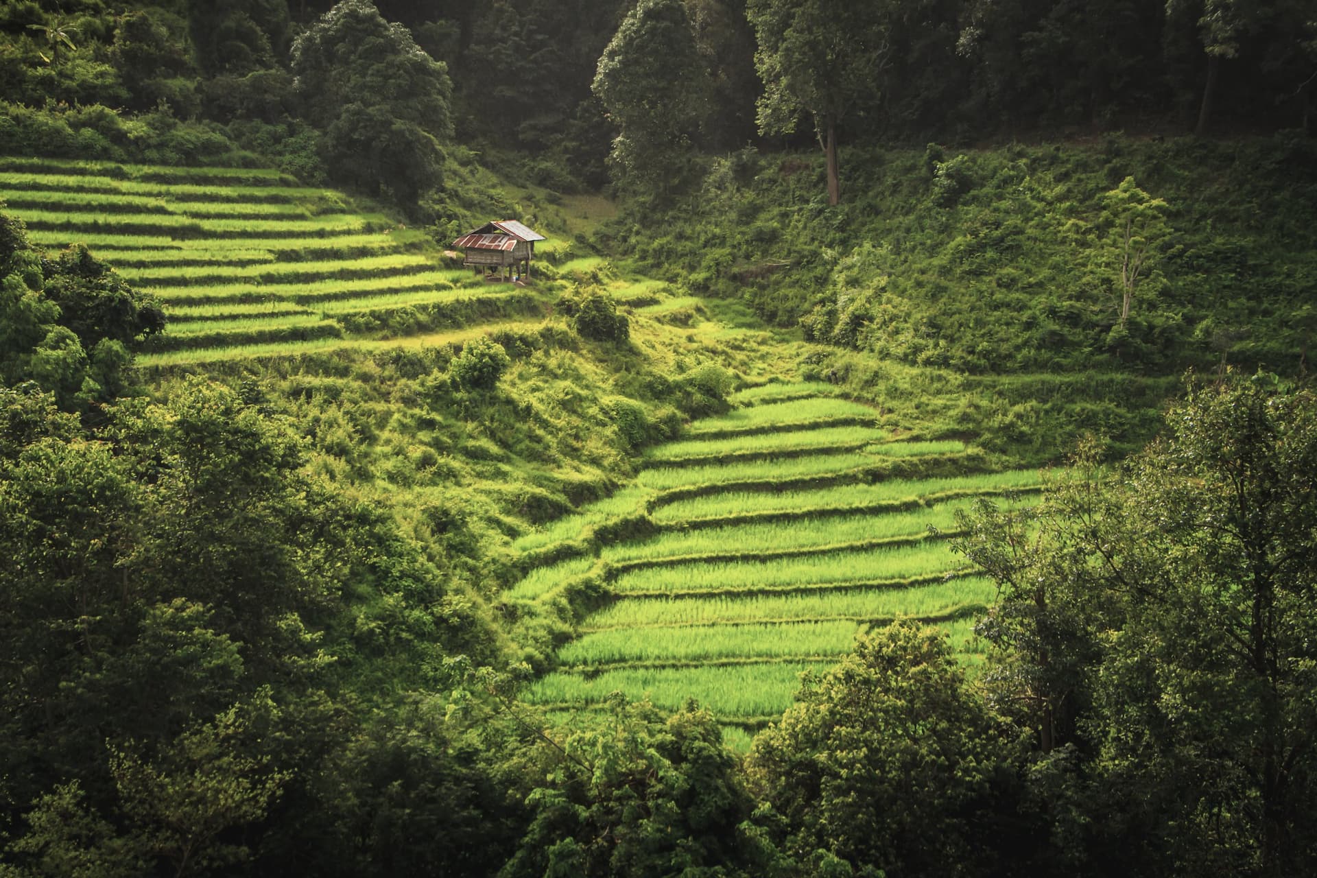 Rice terraces stepping down to a stilted timber field house in the Karen hill country, the kind of upland community where the group spends its night in the hills.