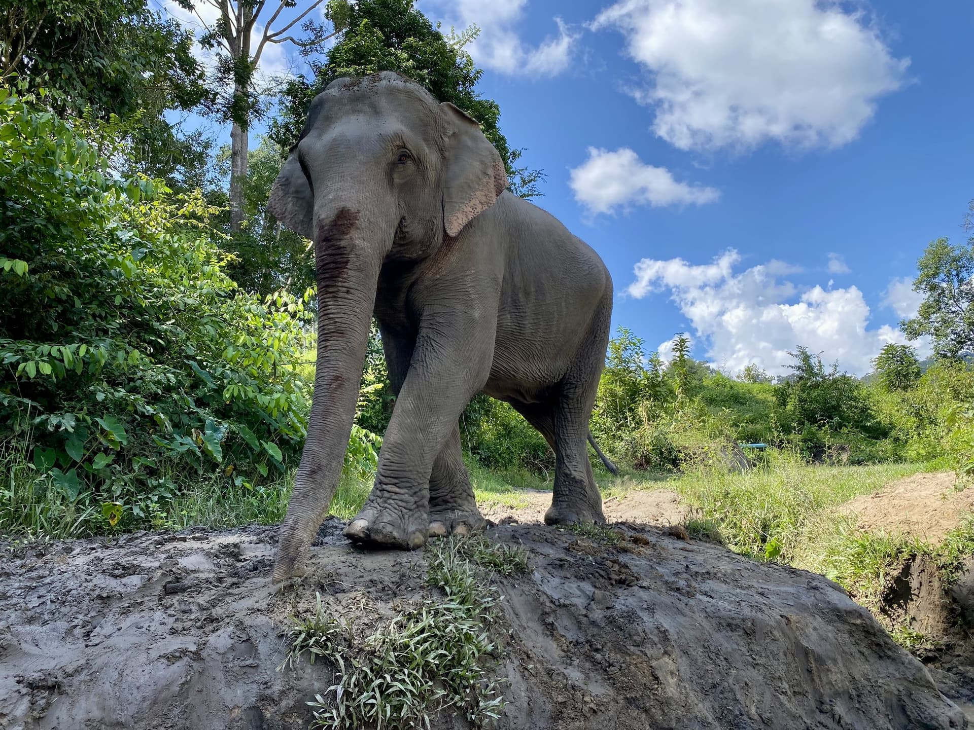 An elephant stands free on a mud bank at a Mae Wang sanctuary, jungle behind, open sky above. No saddle, no chain, no rider.