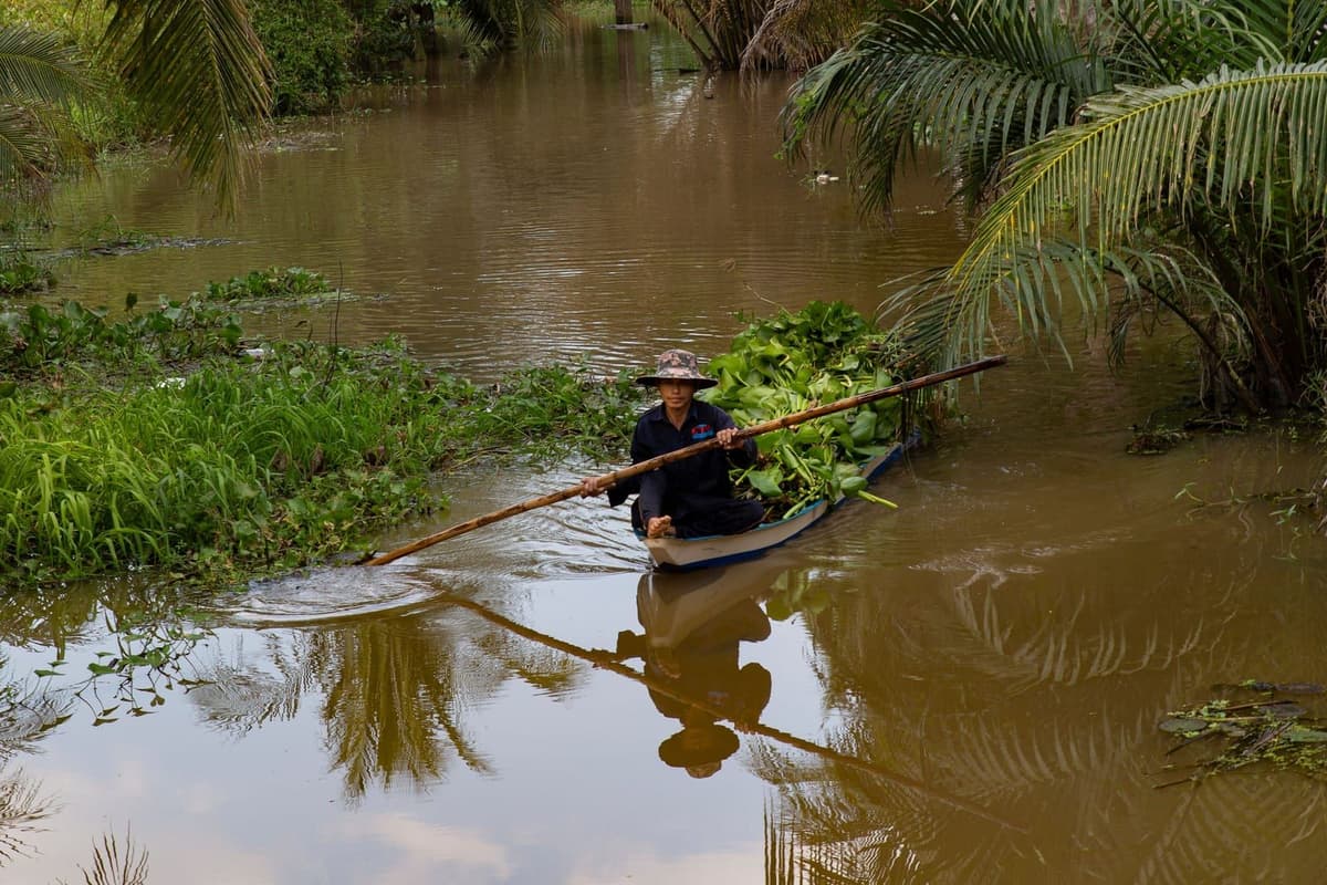 A man poles a narrow wooden boat loaded with water hyacinth along a quiet palm-lined canal in the Mekong Delta, southern Vietnam