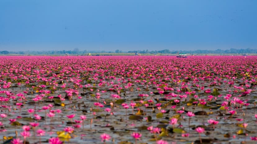 The Red Lotus Sea on Nong Han Kumphawapi, in pink bloom from mid-December into February.