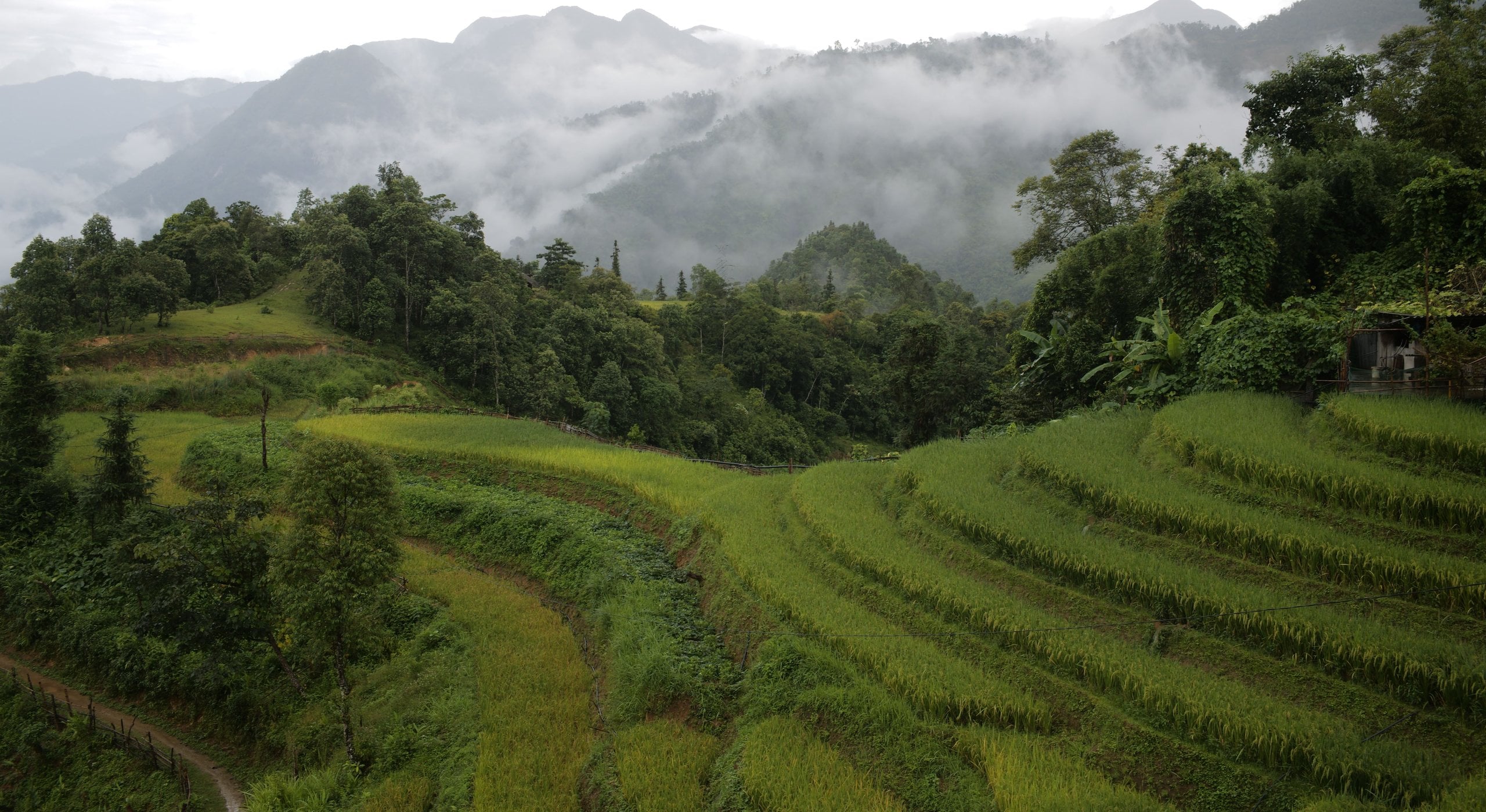 Mist over forested mountains behind green rice terraces near Sapa