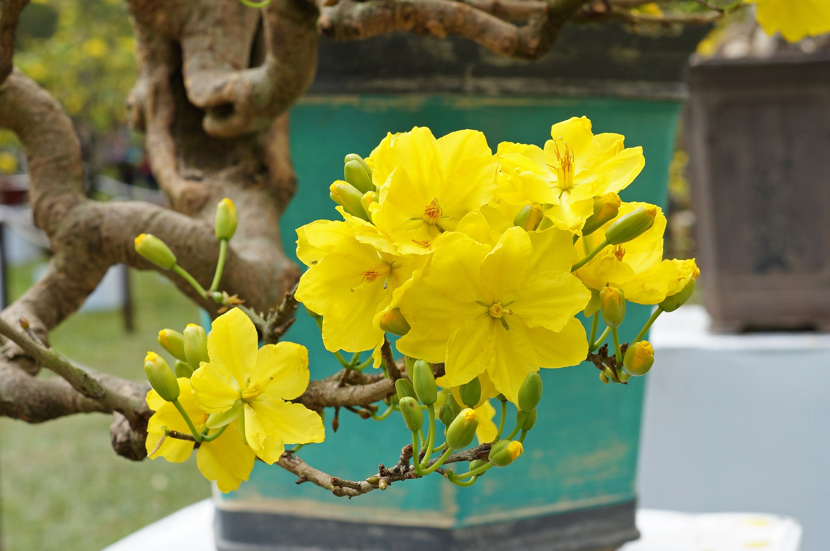 Yellow mai blossoms, Ochna integerrima, photographed in Vietnam.