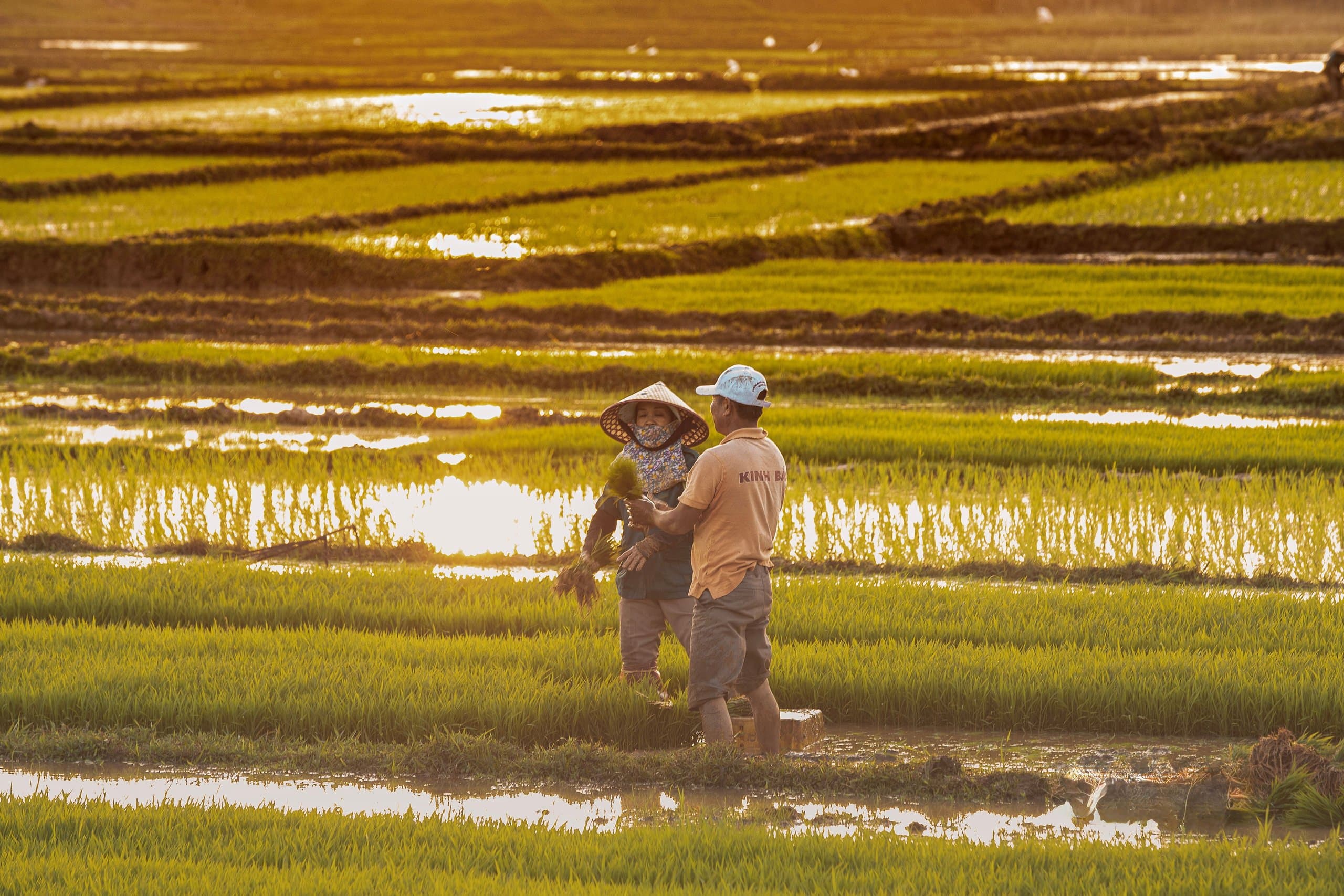 Ruộng Lúa và Những Nghề Xưa