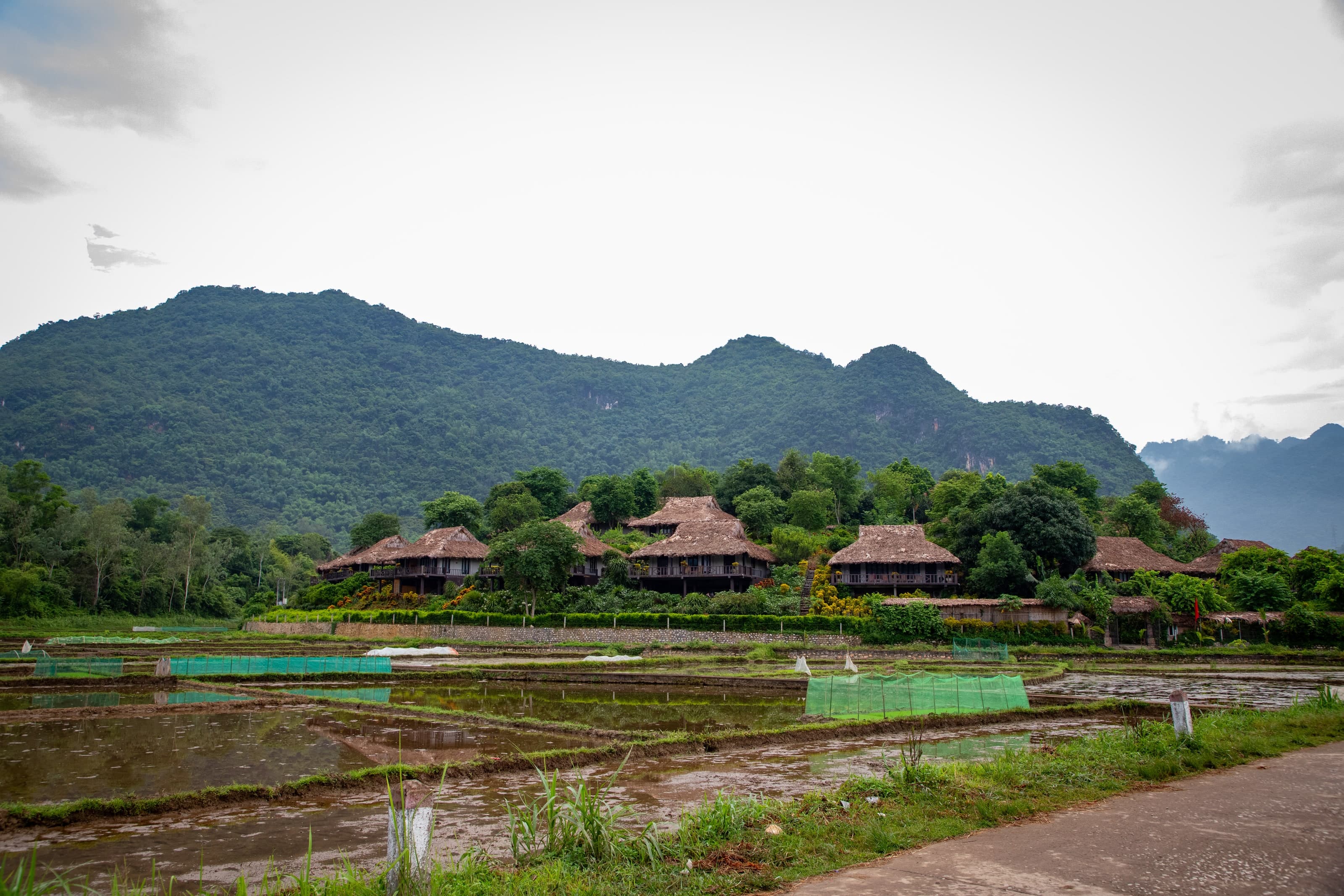 Những ngôi nhà mái lá bên ruộng lúa, phía sau là núi phủ rừng ở Việt Nam